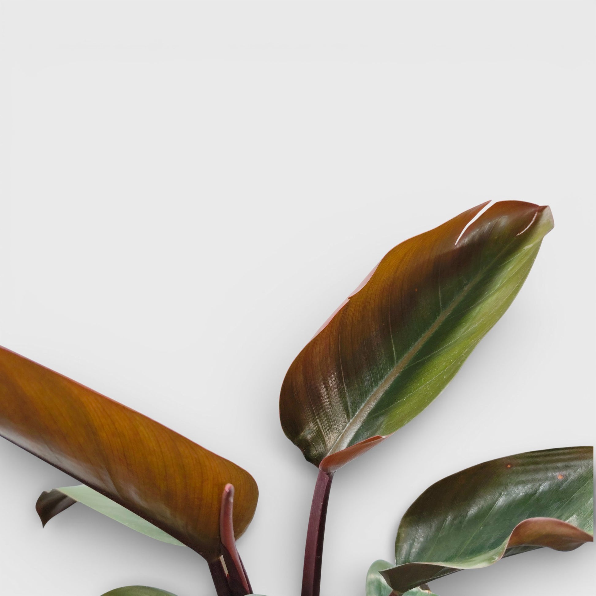 Close up of Philodendron Red Congo glossy tropical foliage