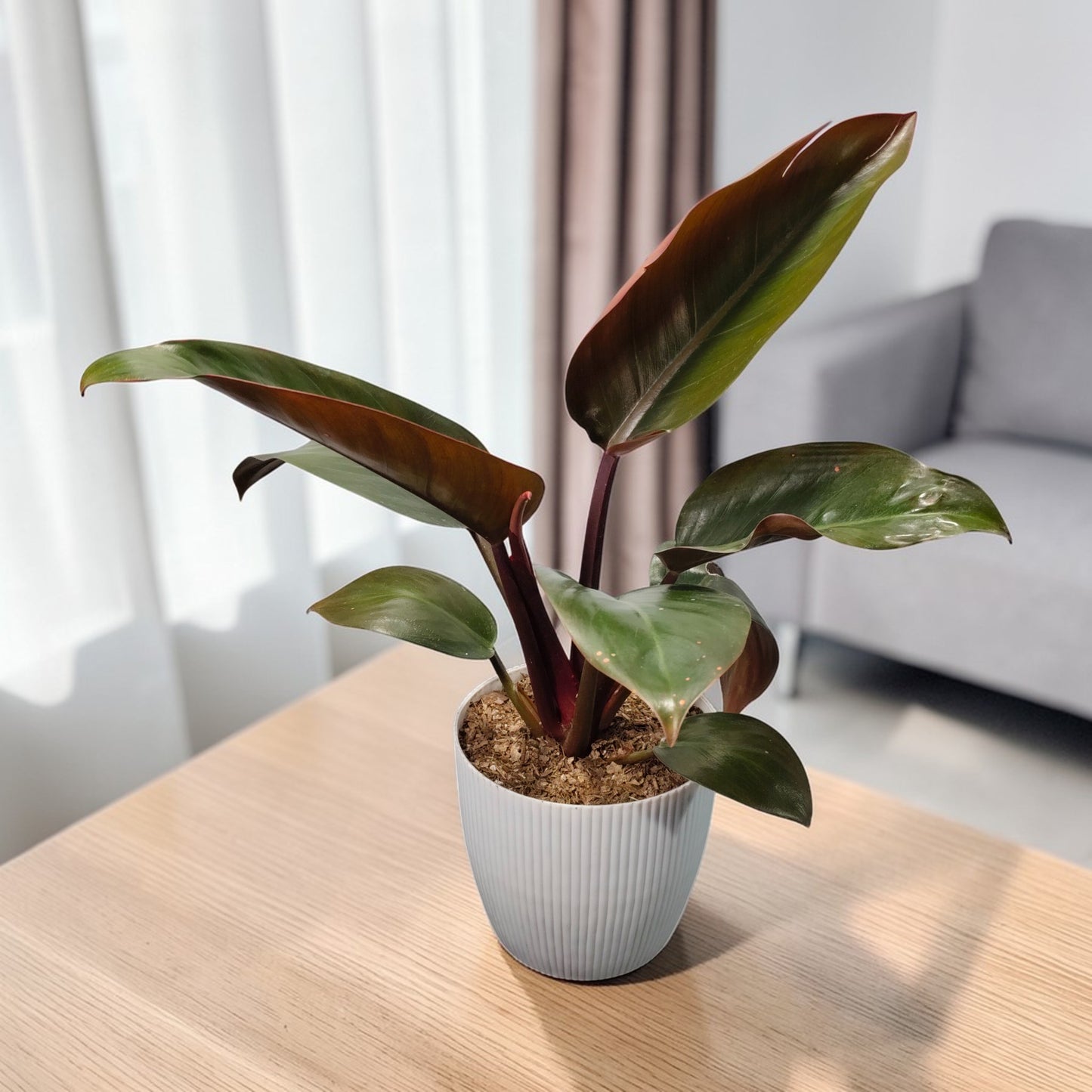 Philodendron Red Congo indoor plant with deep red and burgundy leaves