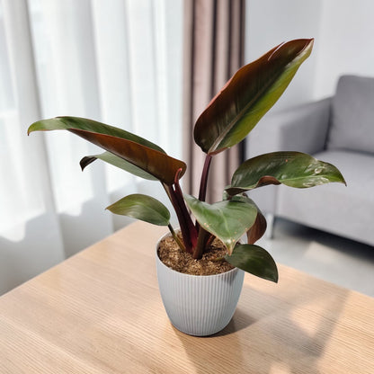 Philodendron Red Congo indoor plant with deep red and burgundy leaves