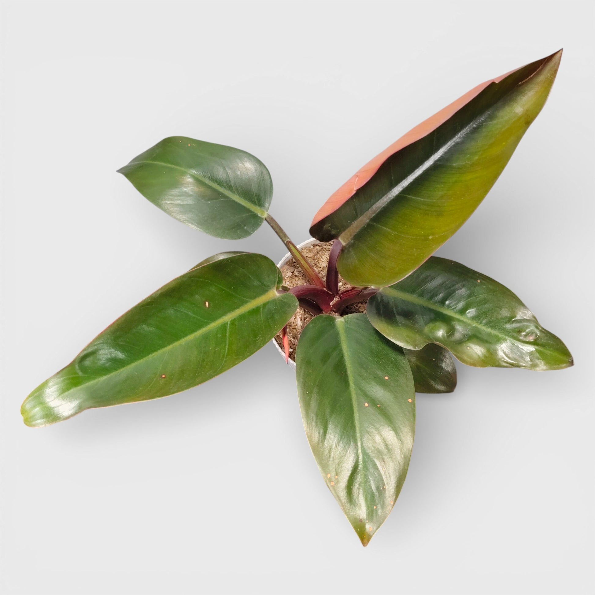 Large leaf Philodendron Red Congo decorative indoor plant