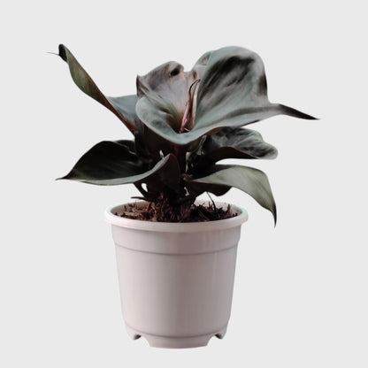 Philodendron Red Heart | Rare Well Rooted Mature Collector Plant