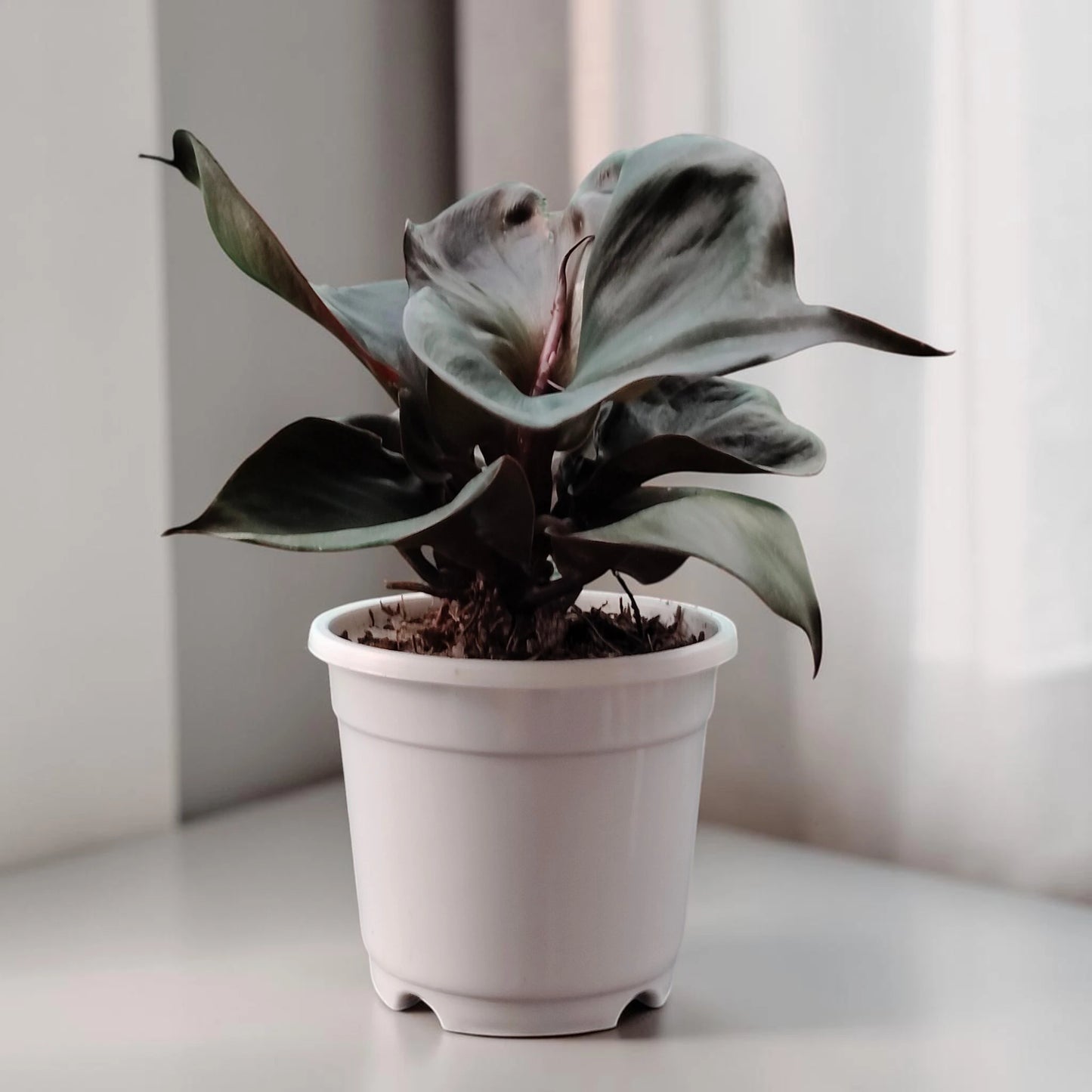 Philodendron Red Heart | Rare Well Rooted Mature Collector Plant