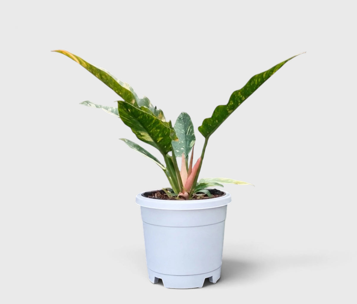 Philodendron Ring of Fire Variegated – Mature Collector Plant
