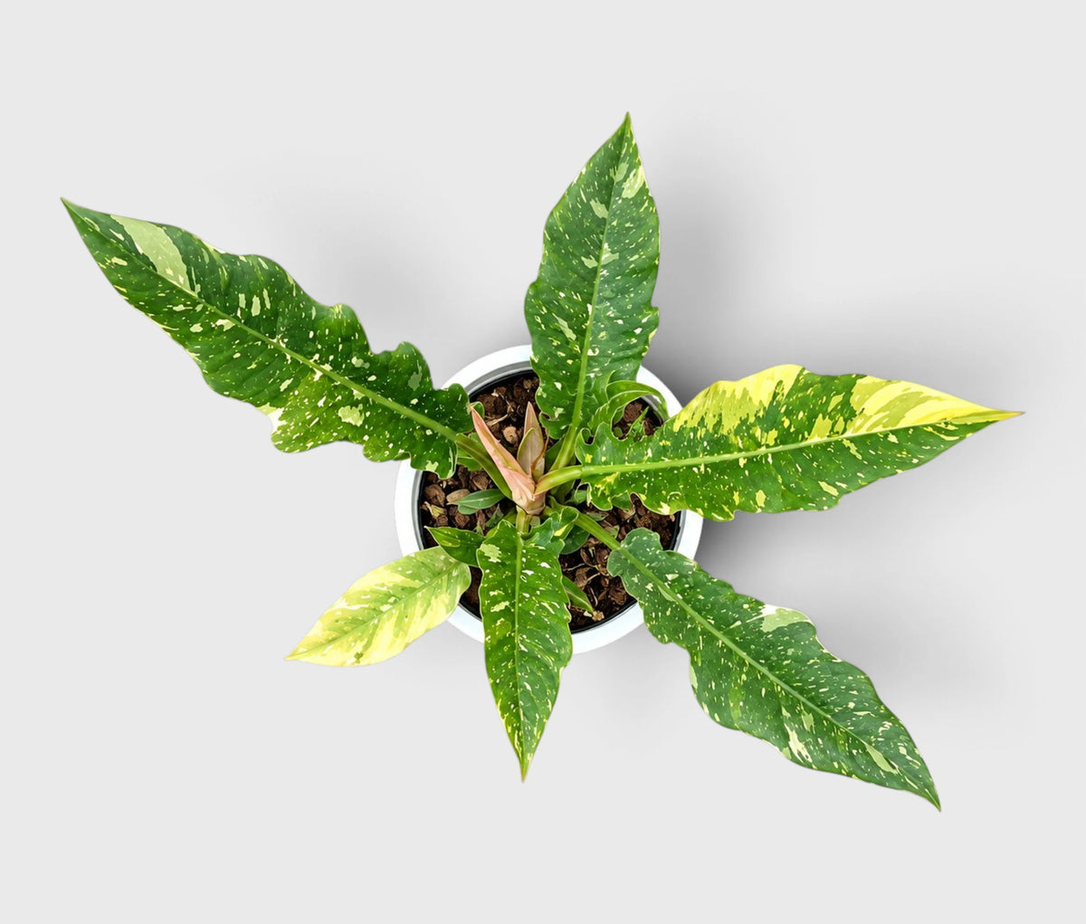Philodendron Ring of Fire Variegated – Mature Collector Plant