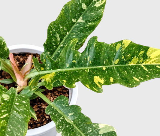 Philodendron Ring of Fire Variegated – Mature Collector Plant