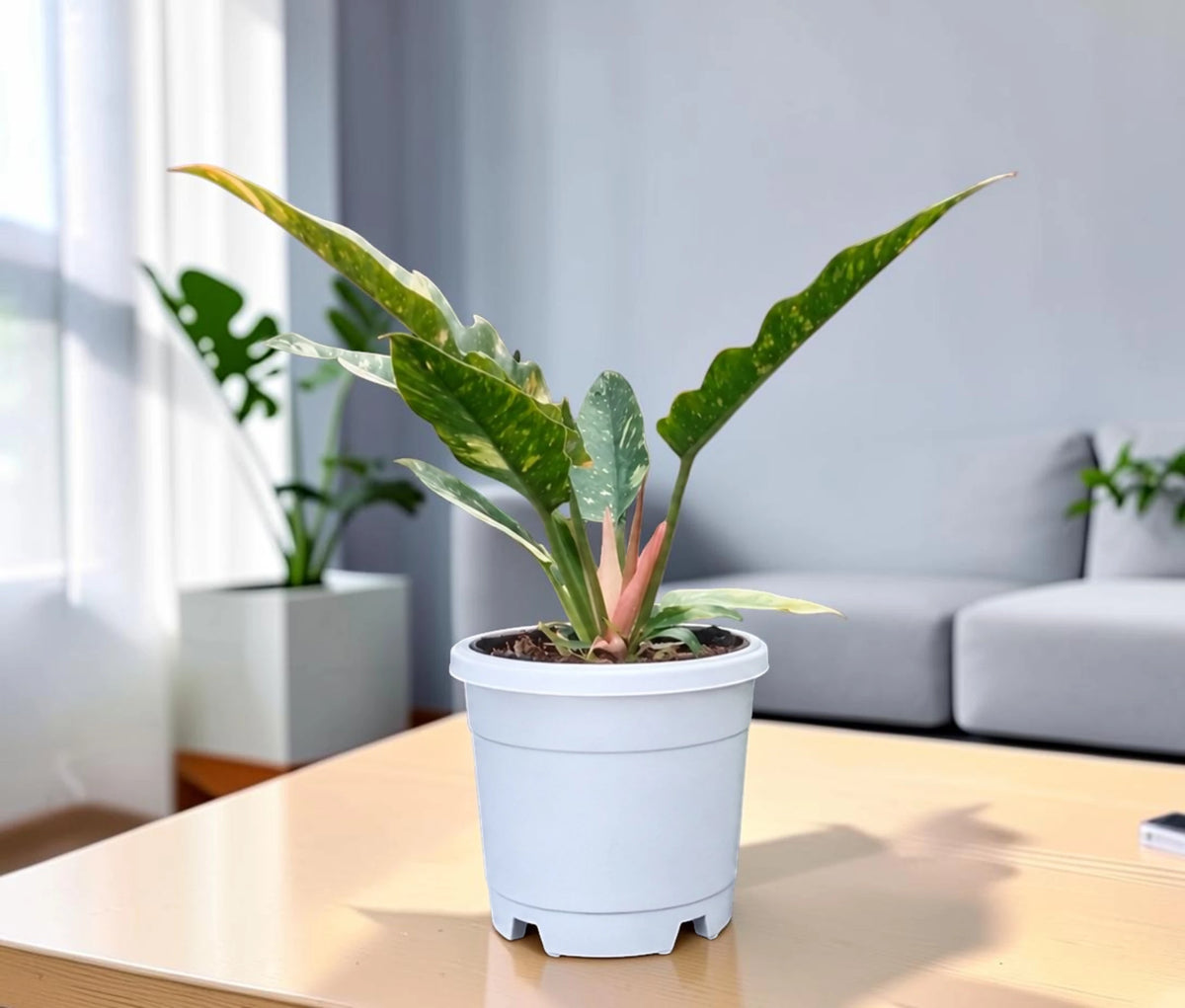 Philodendron Ring of Fire Variegated – Mature Collector Plant