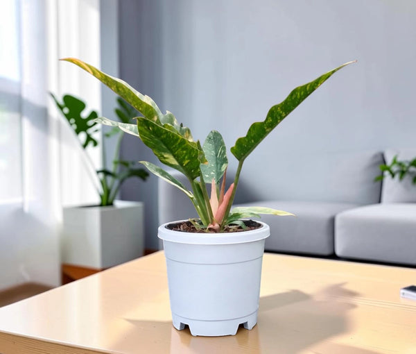 Philodendron Ring of Fire Variegated