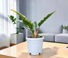 Philodendron Ring of Fire Variegated – Mature Collector Plant