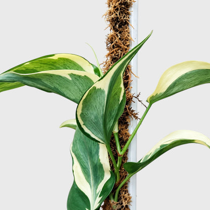 Philodendron Hederaceum Rio – Variegated Live Plant with Moss Pole & Pot