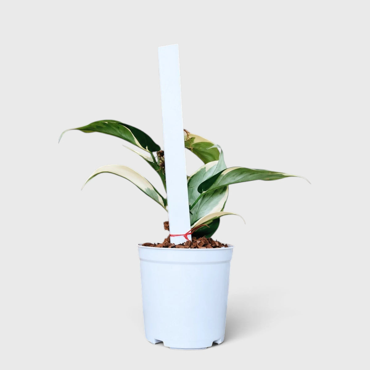 Philodendron Hederaceum Rio – Variegated Live Plant with Moss Pole & Pot