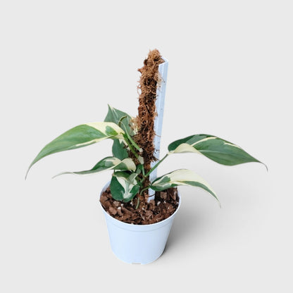 Philodendron Hederaceum Rio – Variegated Live Plant with Moss Pole & Pot