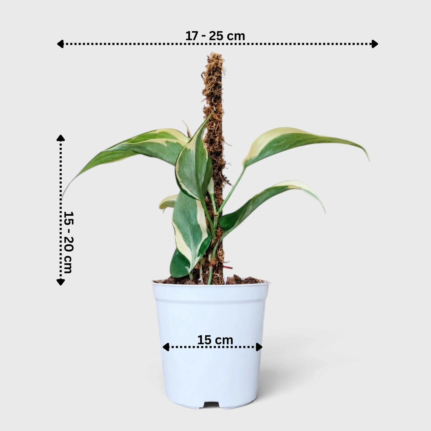 Philodendron Rio tropical foliage plant