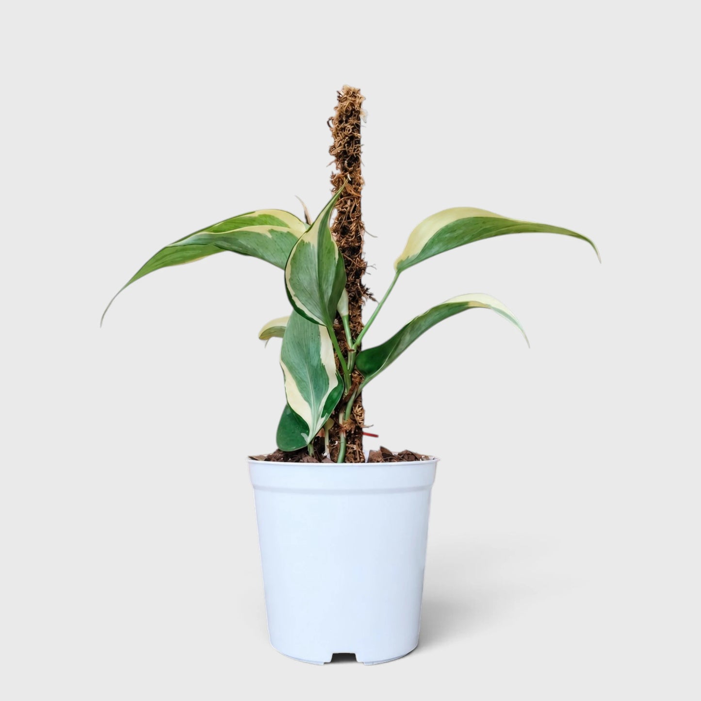 Philodendron Rio variegated plant in white pot
