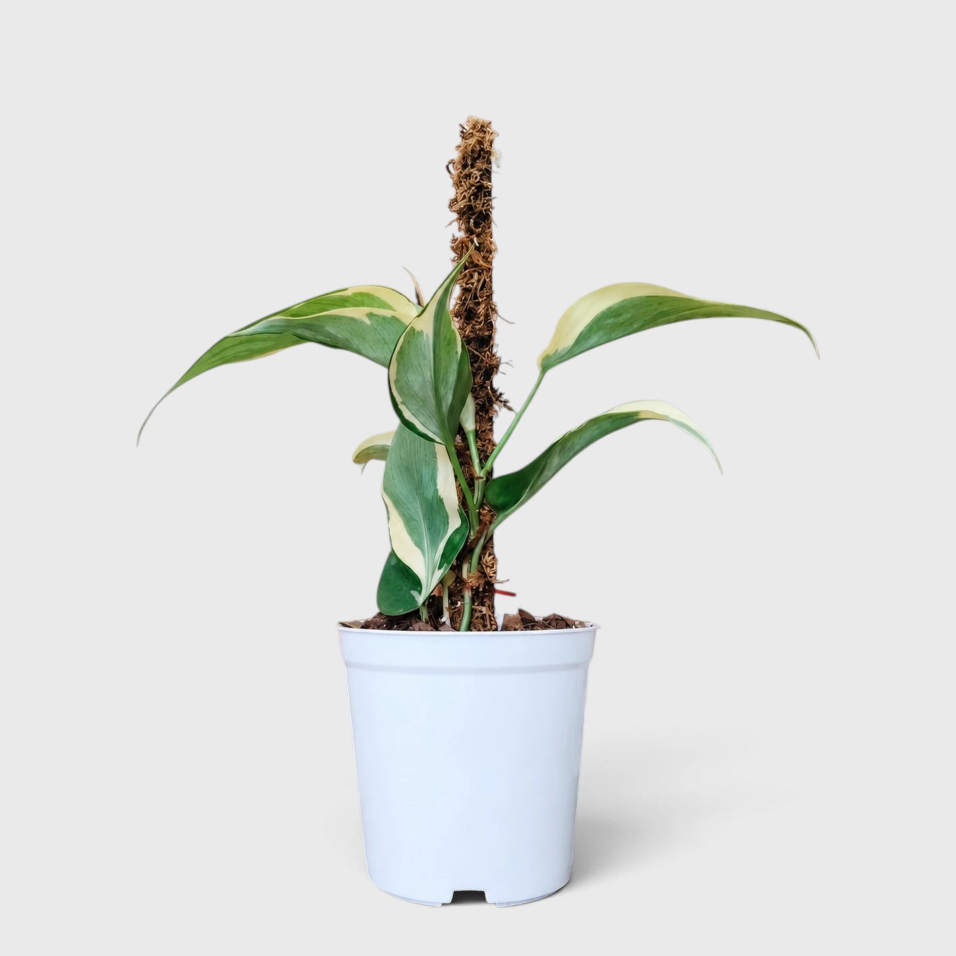Philodendron Rio variegated plant in white pot