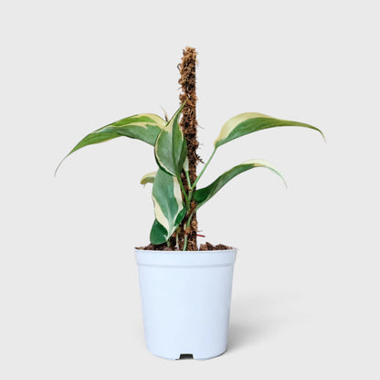 Philodendron Rio variegated plant in white pot