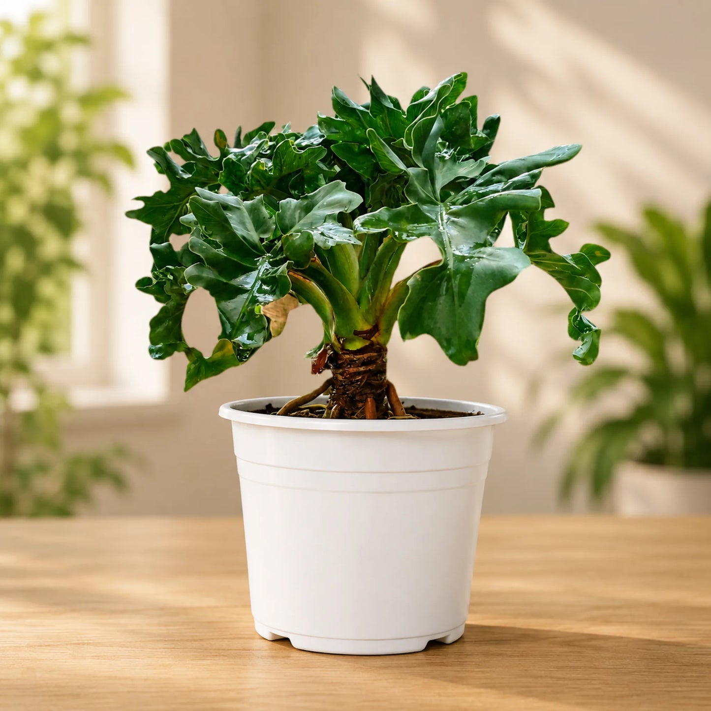 Philodendron Selloum Hybrid Dwarf Big Size Plant | Mature Tropical Foliage Plant