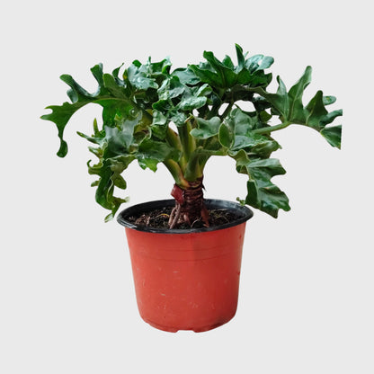 Philodendron Selloum Hybrid Dwarf Big Size Plant | Mature Tropical Foliage Plant