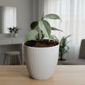 Philodendron Silver Sword – Rare Metallic Plant (15–20 cm)