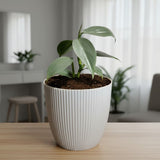 Philodendron Silver Sword – Rare Metallic Plant (15–20 cm)