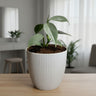 Philodendron Silver Sword – Rare Metallic Plant (15–20 cm)