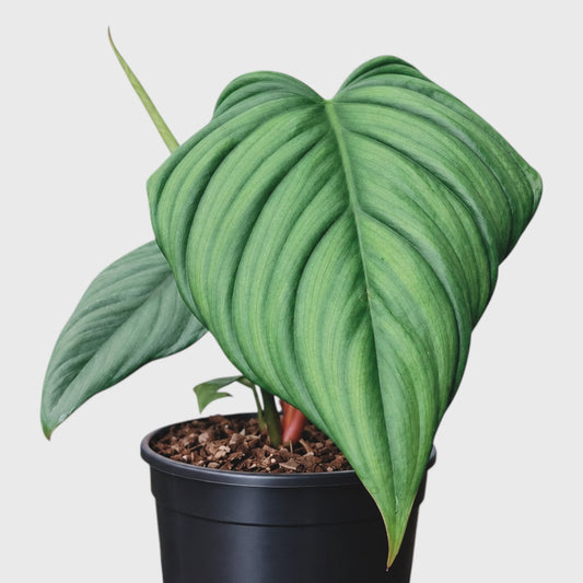 Philodendron sp. Colombia – Tropical Foliage Plant