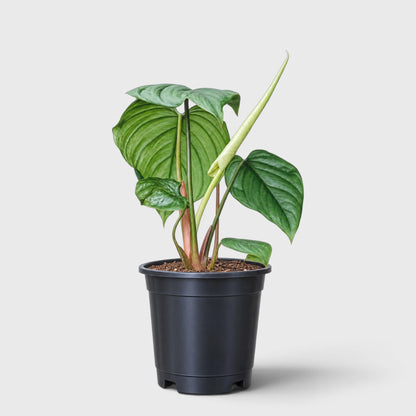 Philodendron sp. Colombia – Tropical Foliage Plant