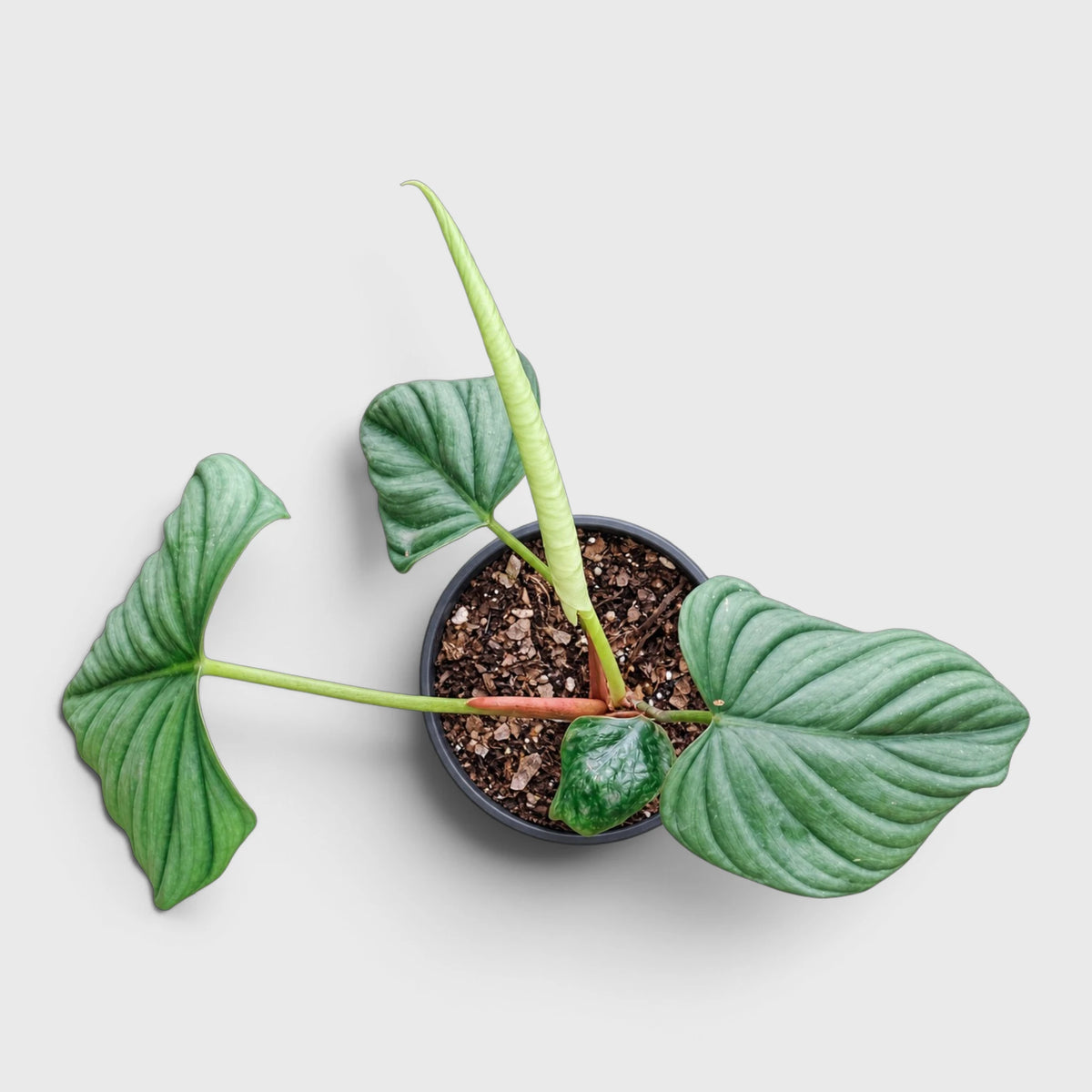 Philodendron sp. Colombia – Tropical Foliage Plant
