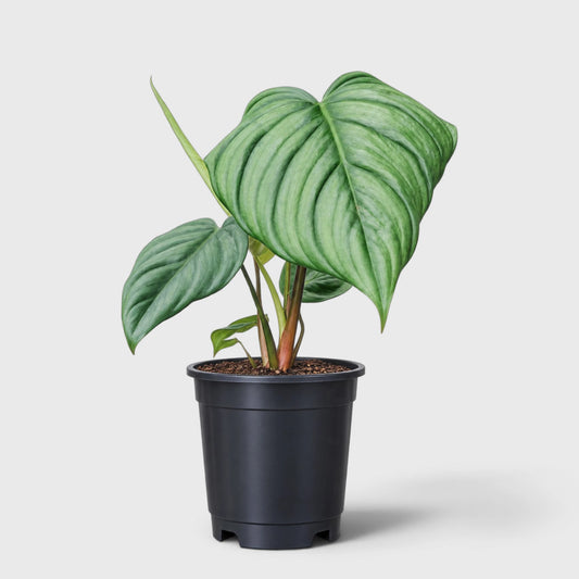 Philodendron sp. Colombia – Tropical Foliage Plant