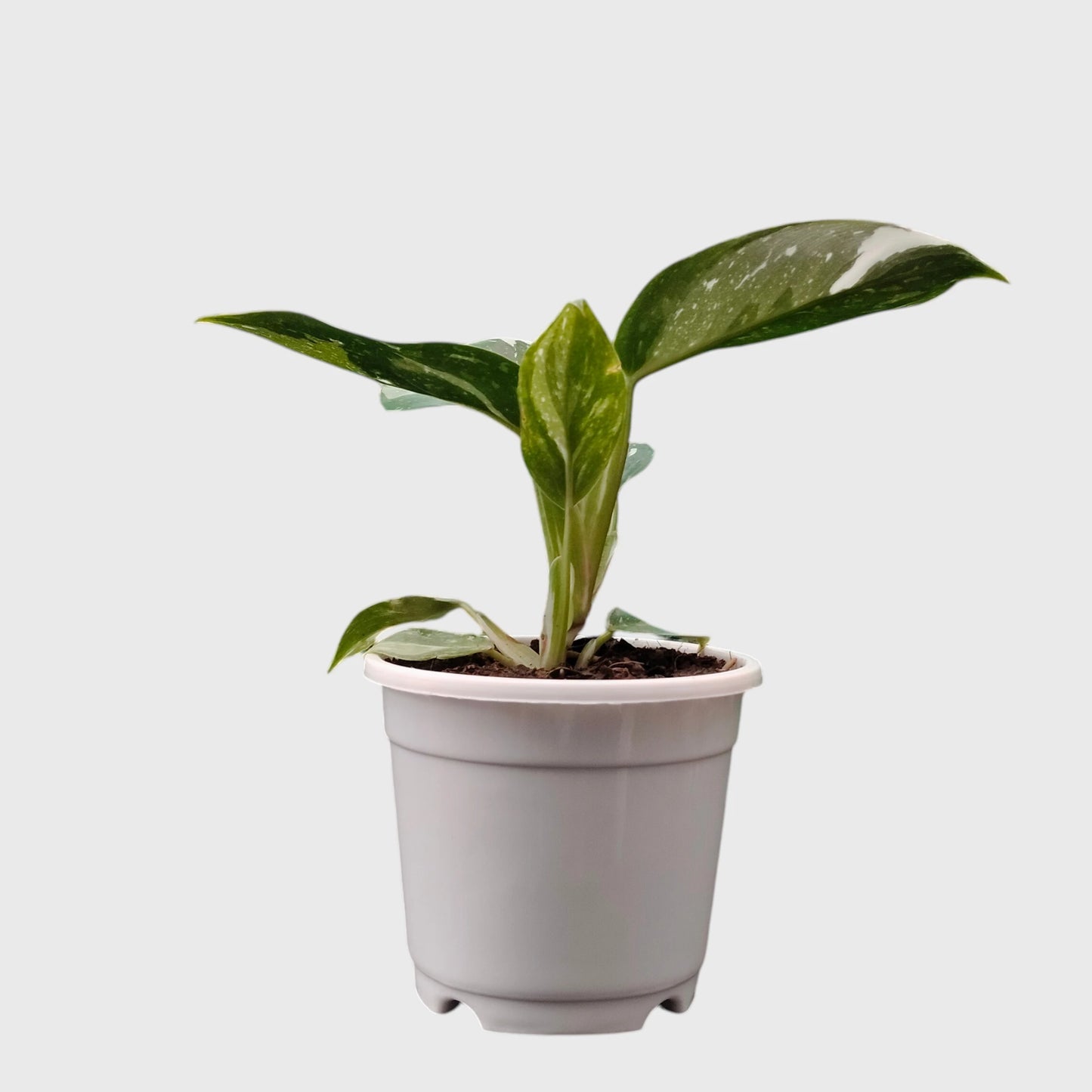 Philodendron White Princess Splash – Rare Variegated Aroid Foliage Indoor Plant