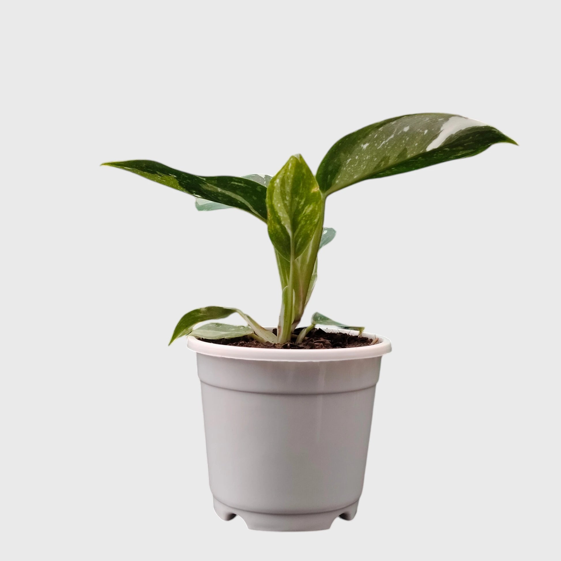 Philodendron White Princess Splash – Rare Variegated Aroid Foliage Indoor Plant