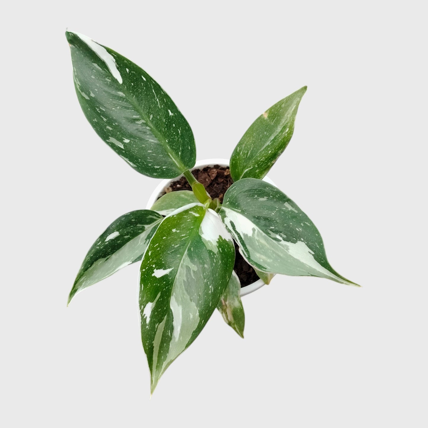 Philodendron White Princess Splash – Rare Variegated Aroid Foliage Indoor Plant