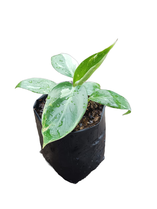 Philodendron White Wizard - Elegance in Variegation - My Store