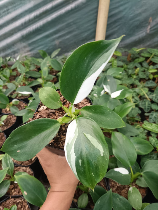Philodendron White Wizard - Elegance in Variegation - My Store
