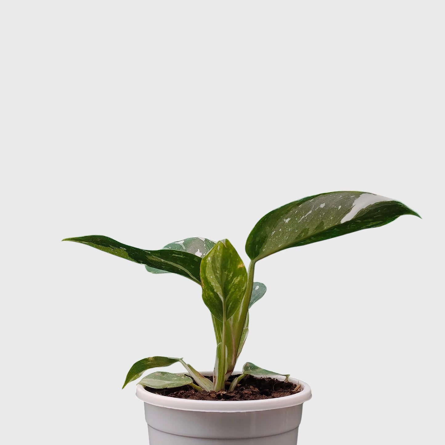 Philodendron White Princess Splash – Rare Variegated Aroid Foliage Indoor Plant