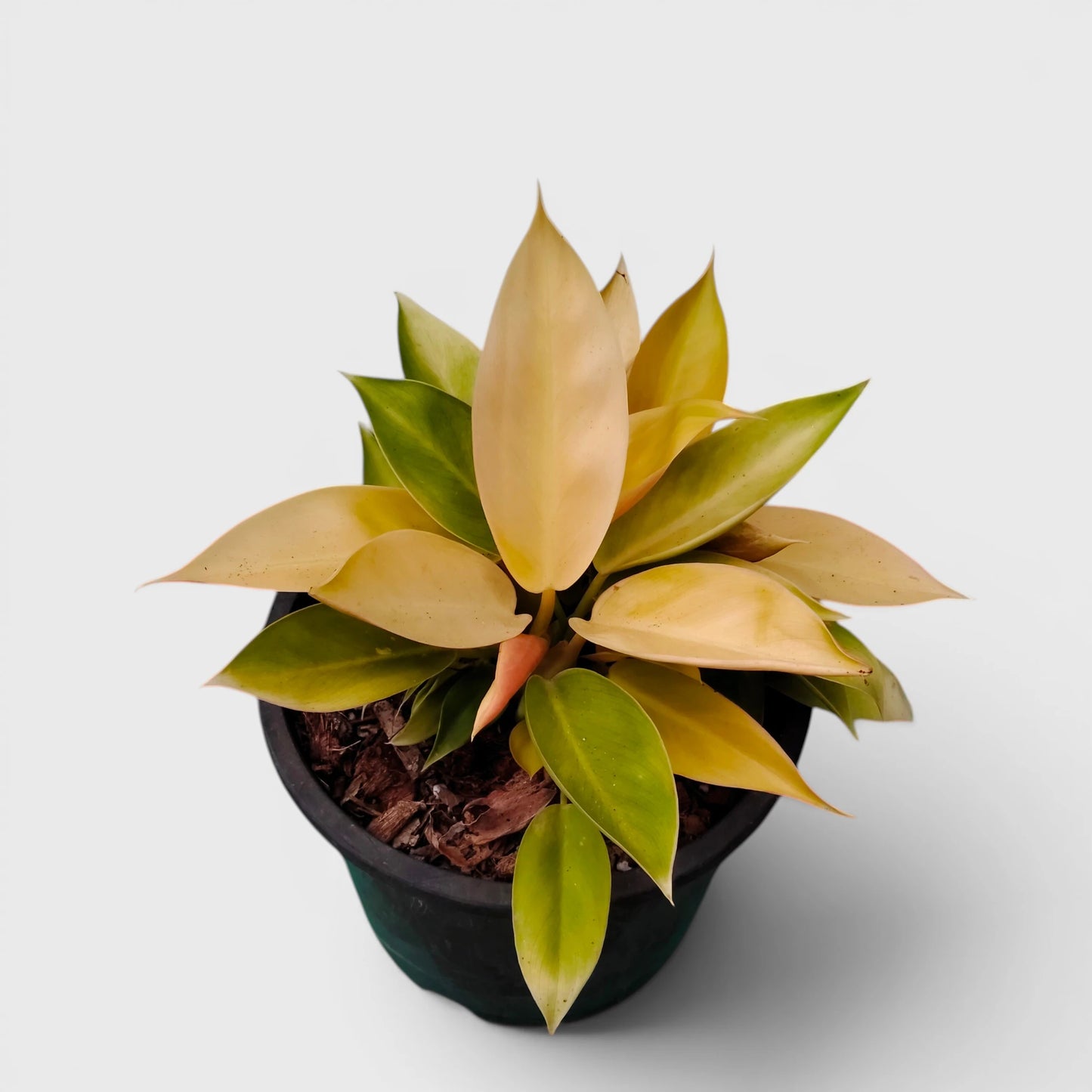 Rare Philodendron Yellow Congo 10–12 Inch Plant