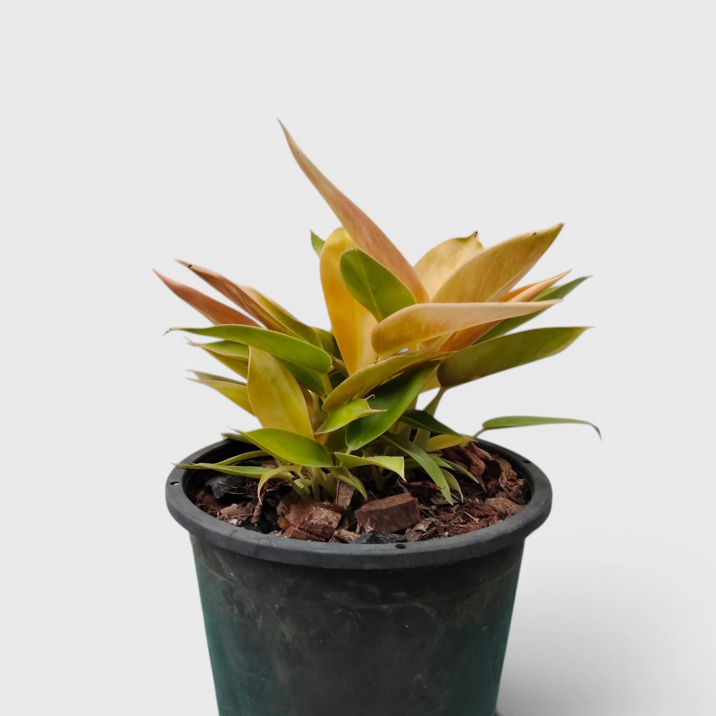 Rare Philodendron Yellow Congo 10–12 Inch Plant