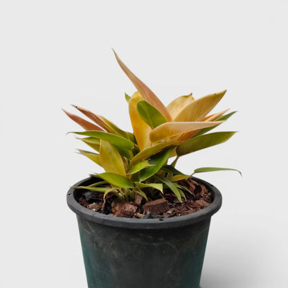 Rare Philodendron Yellow Congo 10–12 Inch Plant