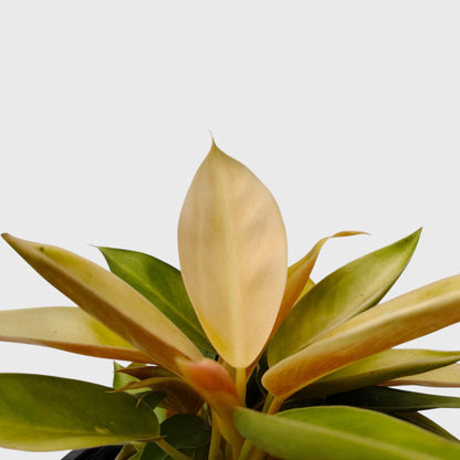 Rare Philodendron Yellow Congo 10–12 Inch Plant