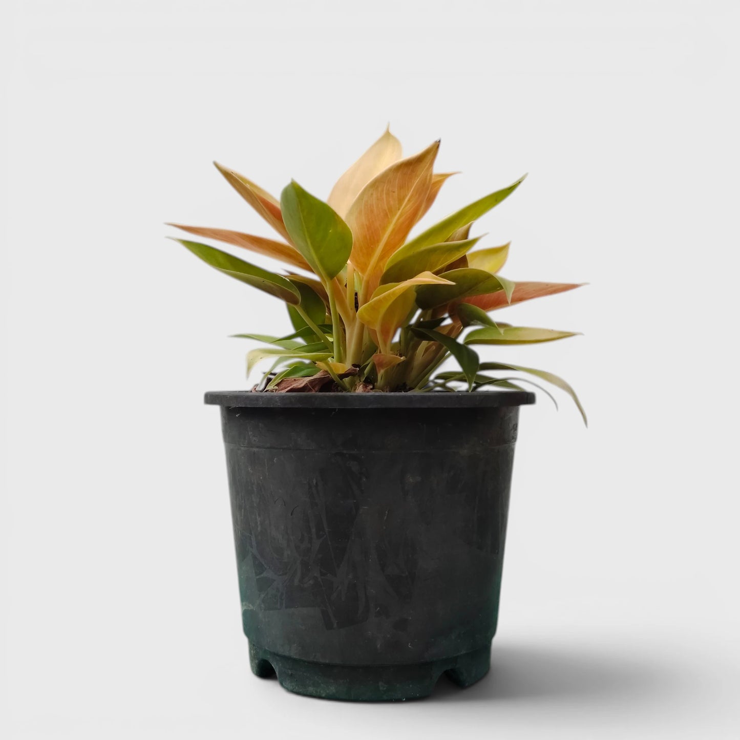 Rare Philodendron Yellow Congo 10–12 Inch Plant