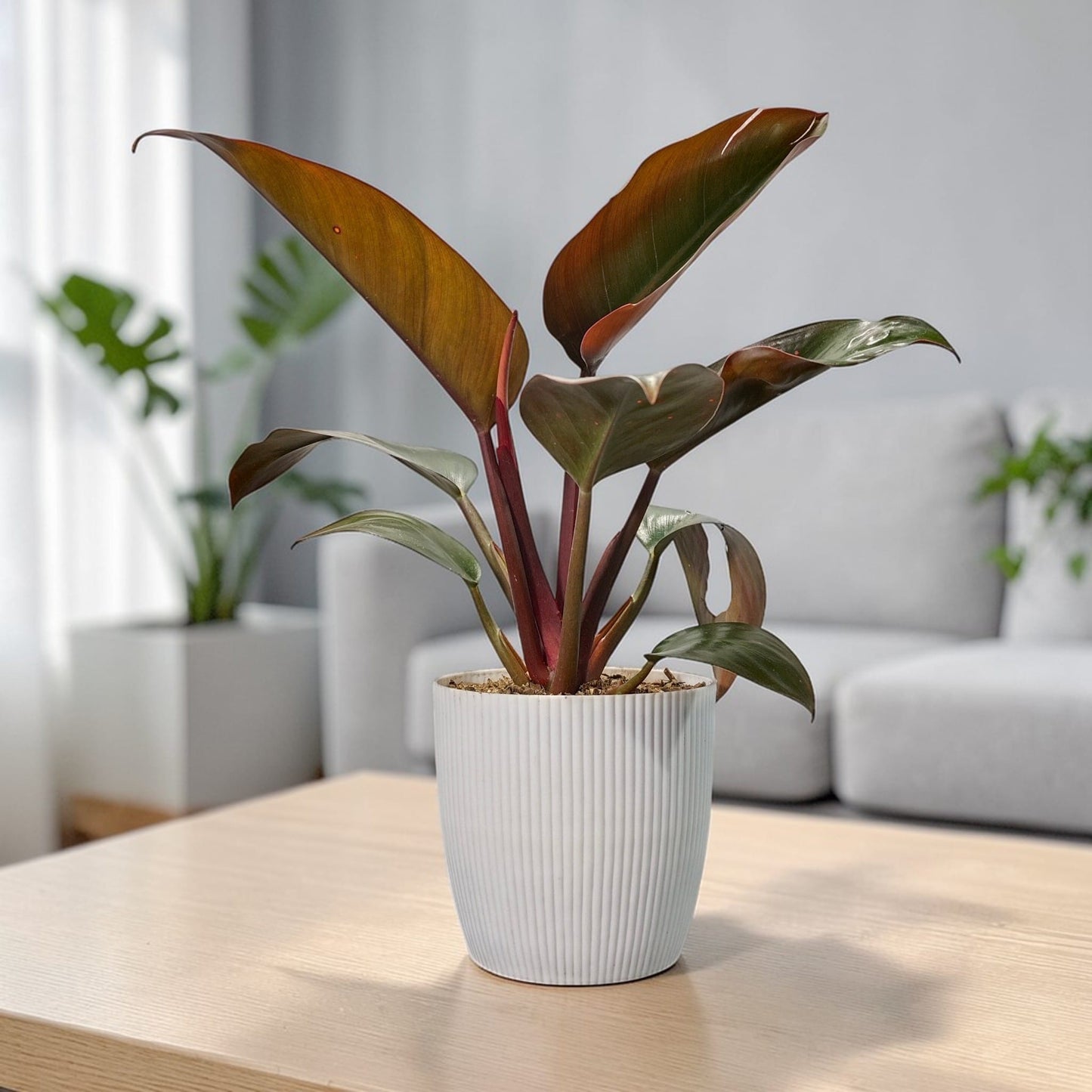 Philodendron Red Congo – Bold Red Foliage | Easy Care Indoor Plant | Rare Home Decor Plants | Air Purifying Plants