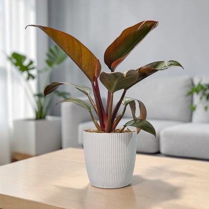 Philodendron Red Congo – Bold Red Foliage | Easy Care Indoor Plant | Rare Home Decor Plants | Air Purifying Plants
