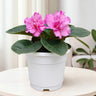 African Violet Pink Flower (Saintpaulia) – Mature Flowering Indoor Plant