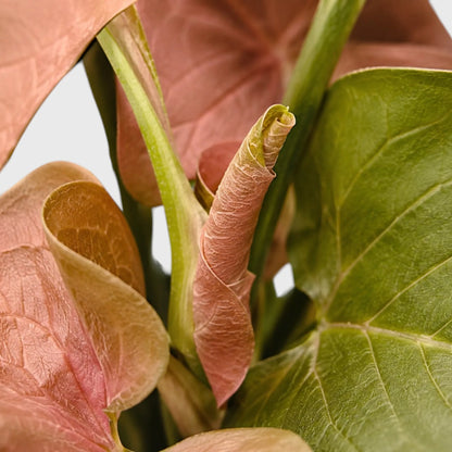 Syngonium Pink – Pink Arrowhead Plant | Easy Care Indoor Foliage Plant | Perfect for Home Decor