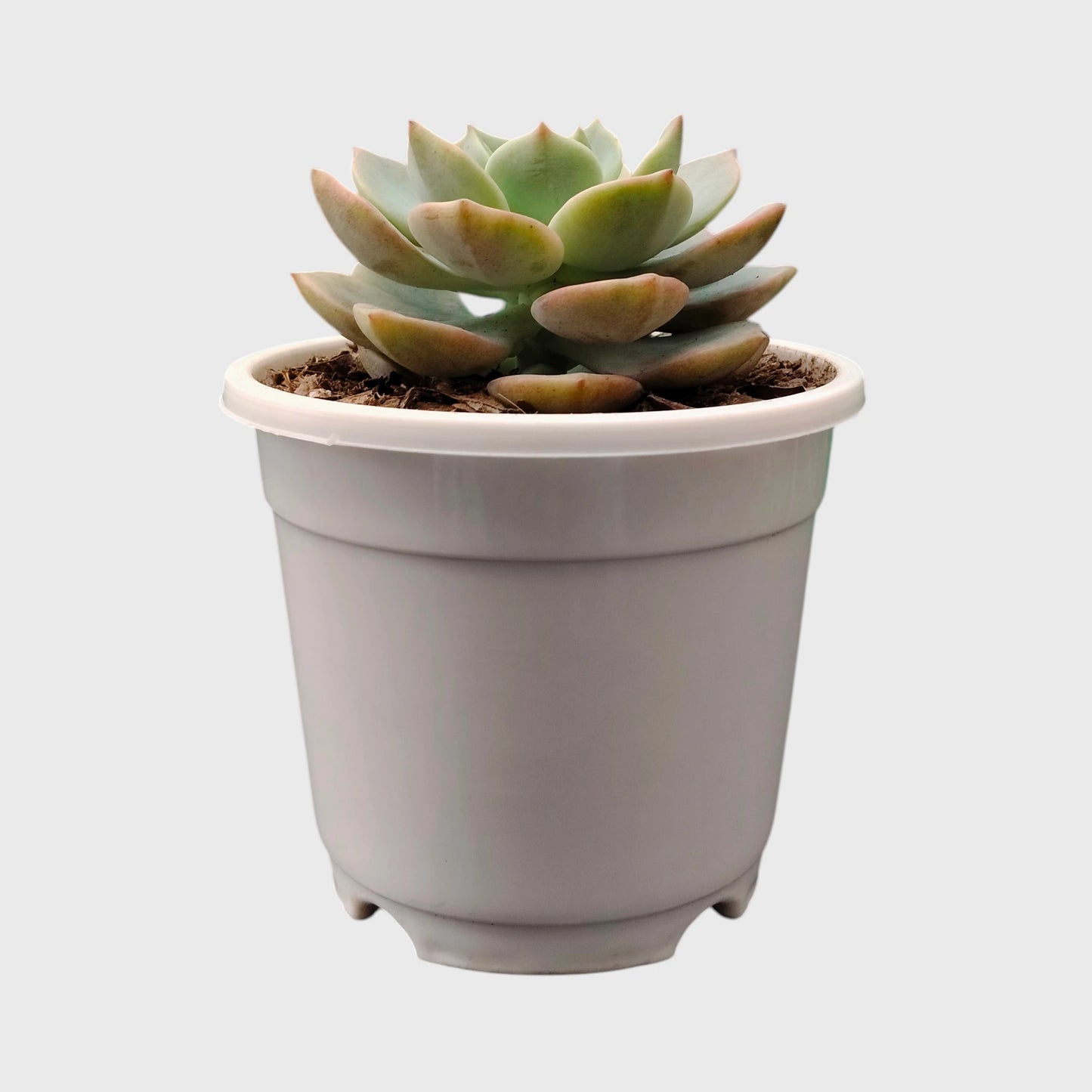Graptoveria Titubans: Enhance Your Space with the Perfect Succulent for Home, Office, and Garden – Bare-Rooted