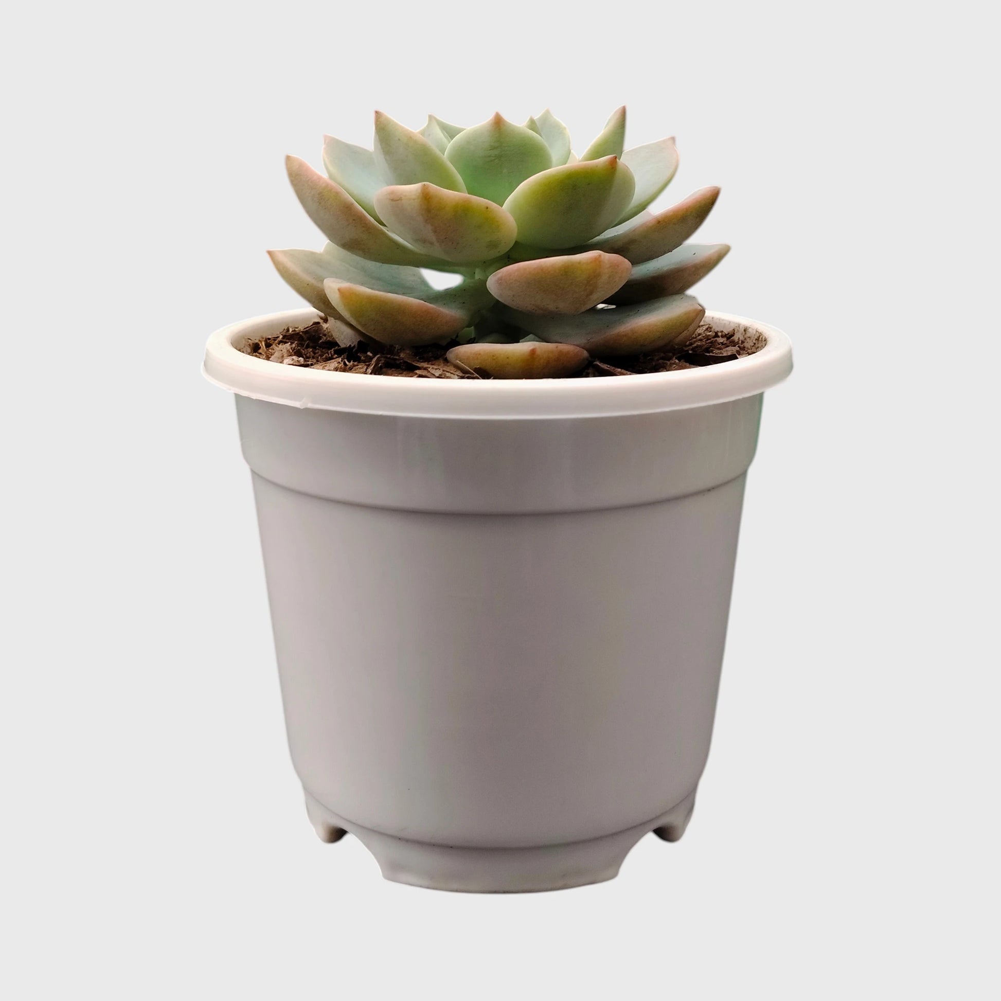 Graptoveria Titubans: Enhance Your Space with the Perfect Succulent for Home, Office, and Garden – Bare-Rooted