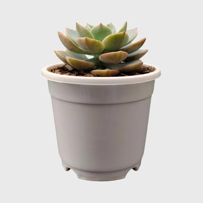 Graptoveria Titubans: Enhance Your Space with the Perfect Succulent for Home, Office, and Garden – Bare-Rooted