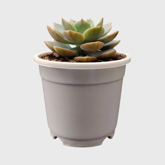 Graptoveria Titubans: Enhance Your Space with the Perfect Succulent for Home, Office, and Garden – Bare-Rooted