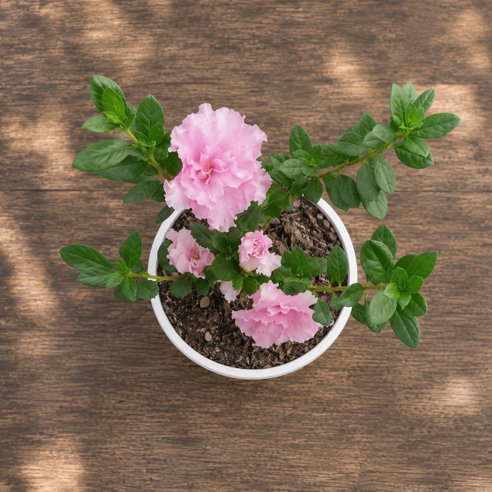 Azalea Light Pink | Well Rooted Mature Flowering Plant