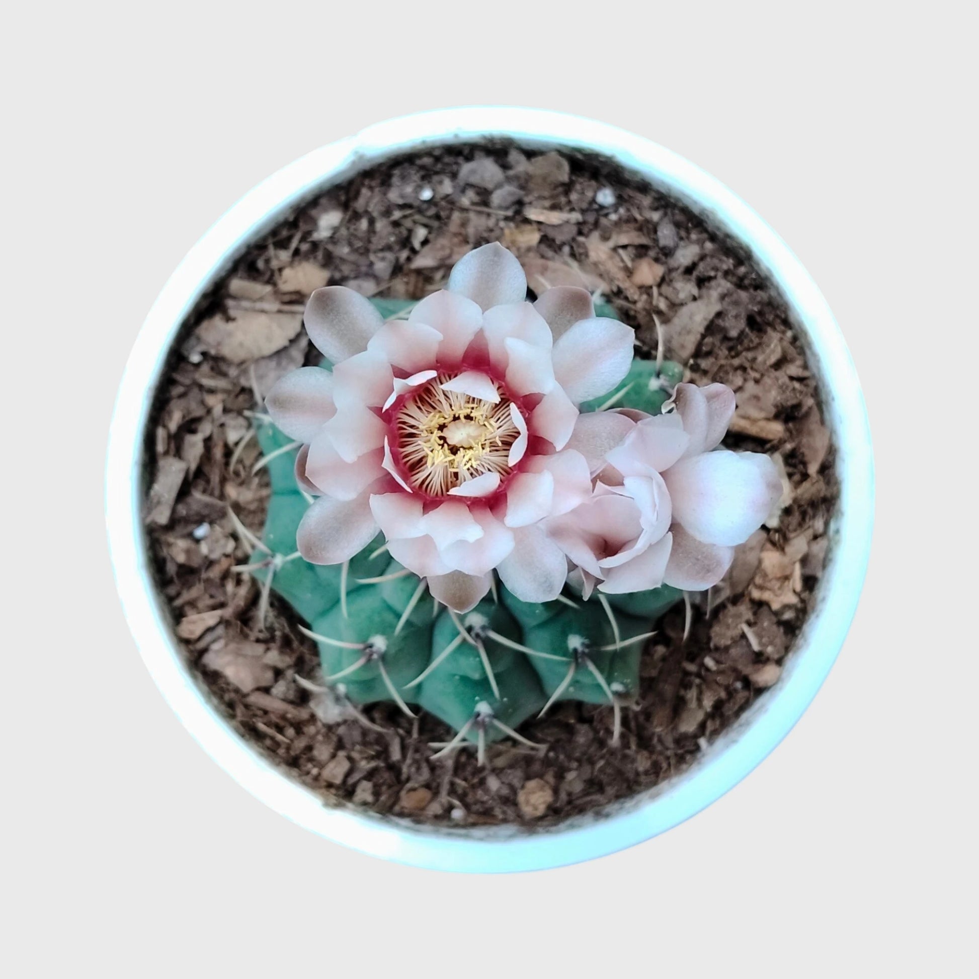 Rare Gymnocalycium Quehlianum Hybrid | Well Rooted Mature Flowering Cactus