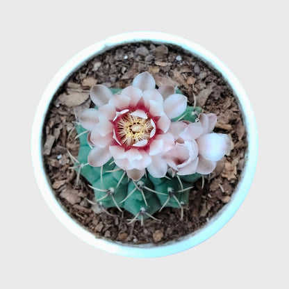Rare Gymnocalycium Quehlianum Hybrid | Well Rooted Mature Flowering Cactus